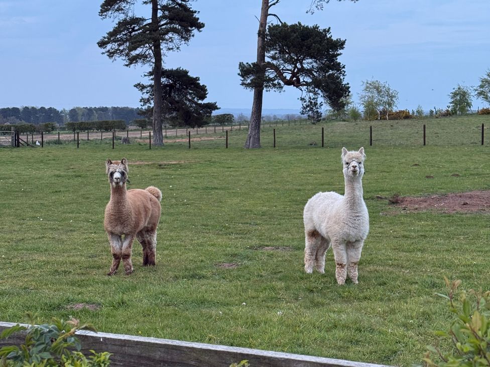 Two alpacas standing in a field at Cosy Cocoon near Rillington