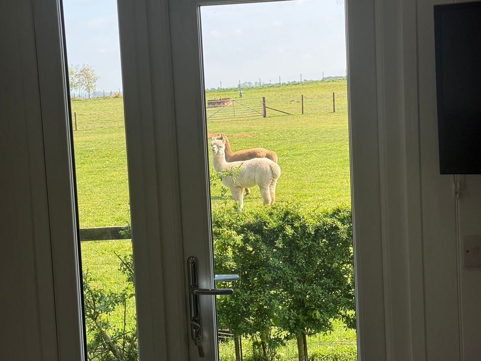 A view of alpacas outside through a window at Starlight Sanctuary near Rillington