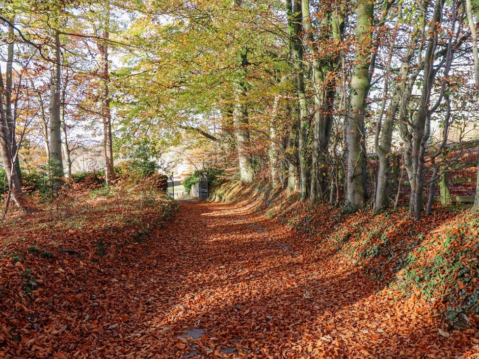 A pathway lined with trees and fallen leaves at Sandy Gate in Knaresborough