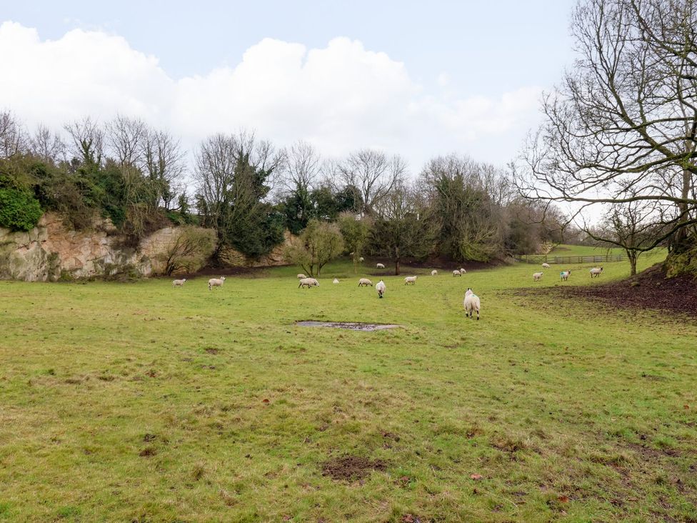A field with sheep grazing at The Bothy in Knaresborough