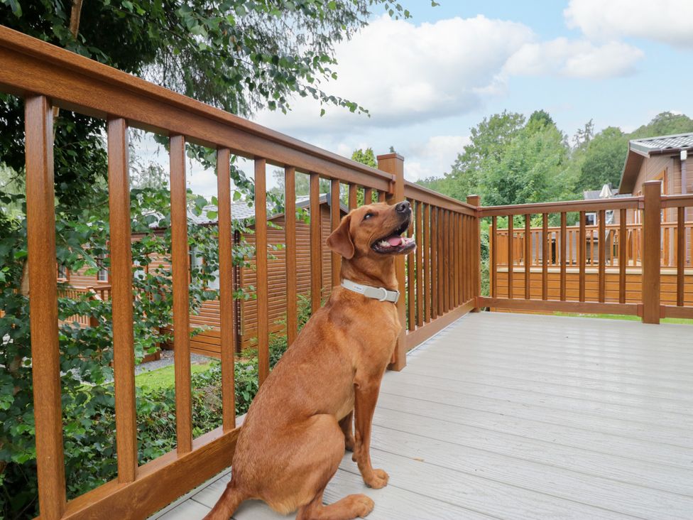 A dog sitting on a deck at Fox Red Retreat in Troutbeck Bridge