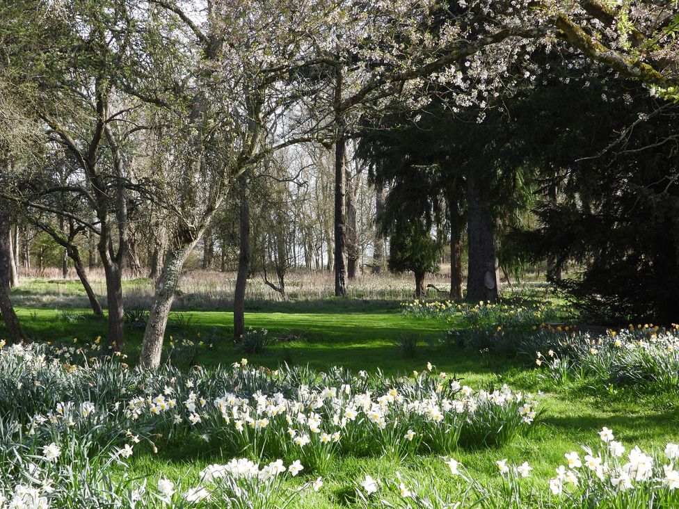 A garden with daffodils and trees at Greenwood Manor in Peterborough