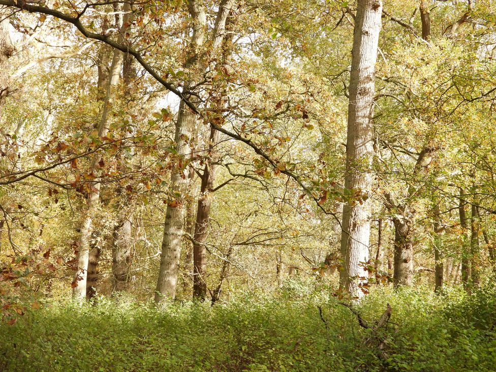 Trees and foliage in a forest setting at The Lady Rothschild Dairy, Peterborough