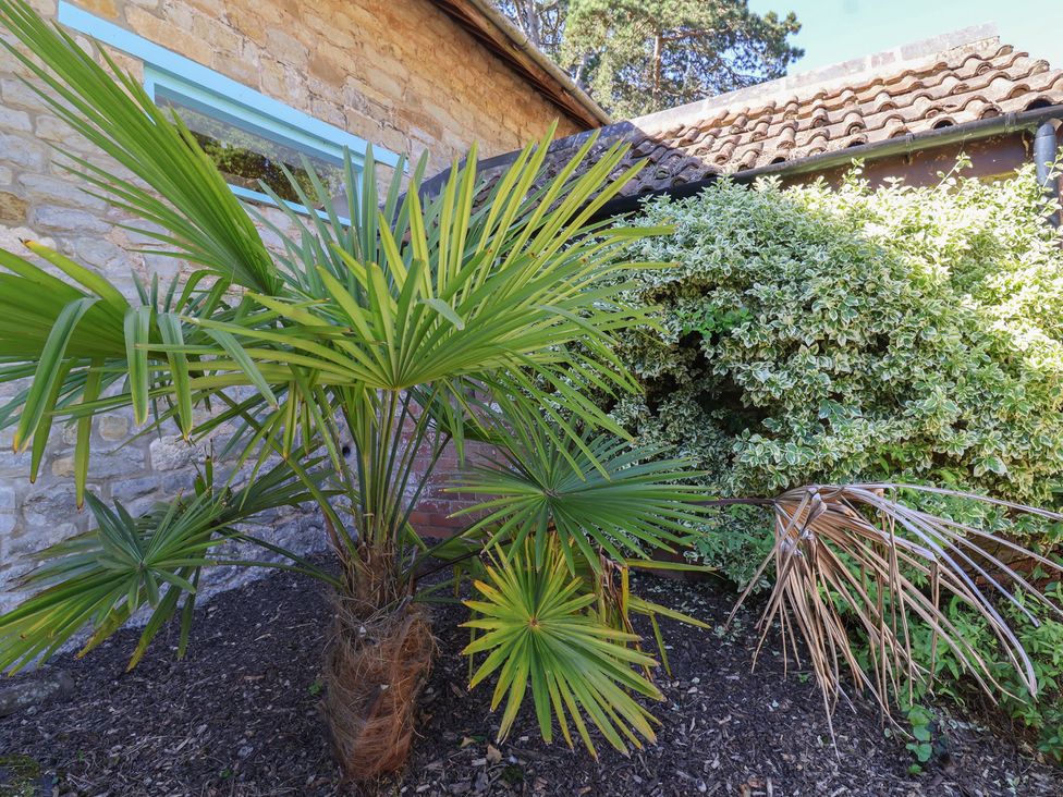 An outdoor area with a palm tree and shrub near a stone wall at The Old Stables in Gloucester