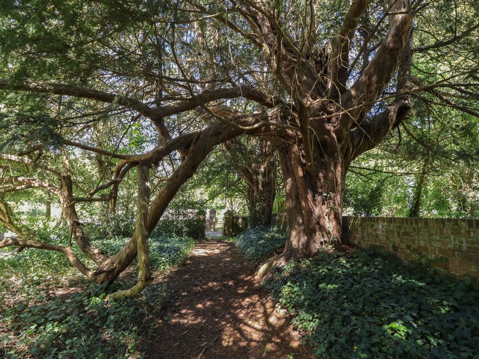 A pathway surrounded by trees and ivy at Walk House in Gloucester