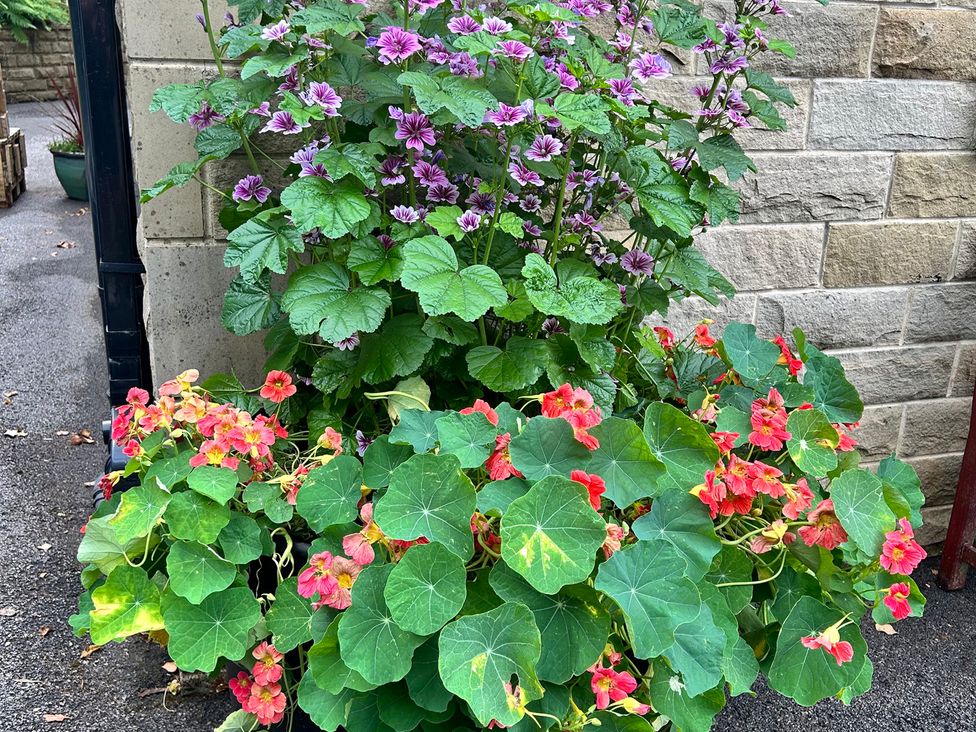 A display of flowers and plants by a stone wall at The Lodge in Brighouse