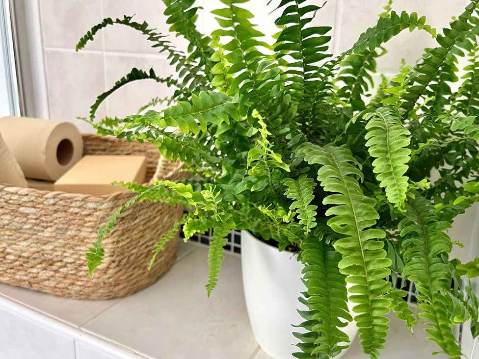 A fern plant and basket with toilet paper in a bathroom at Hydrangea Cottage Tregrehan Mills near St. Austell