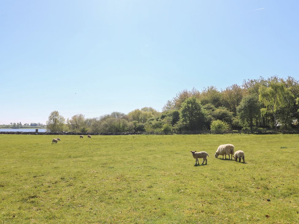 A field with sheep grazing near water at Gardener’s Cottage in Oakham