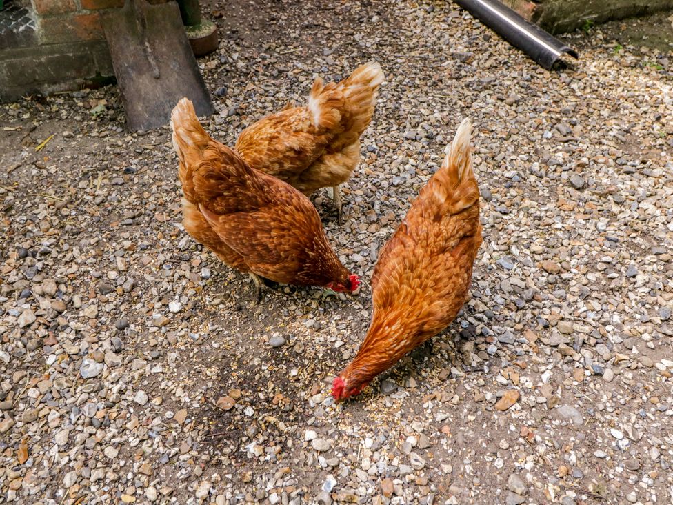 Three chickens foraging in gravel at Bluebell Glamping Pod in Woolton Hill