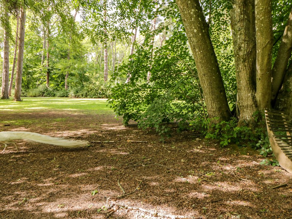 A grassy area with trees and a hammock at Jungle Bell Tent Woolton Hill
