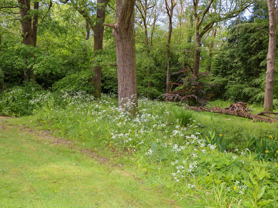 A woodland area with trees and flowers at The Granary in Petworth