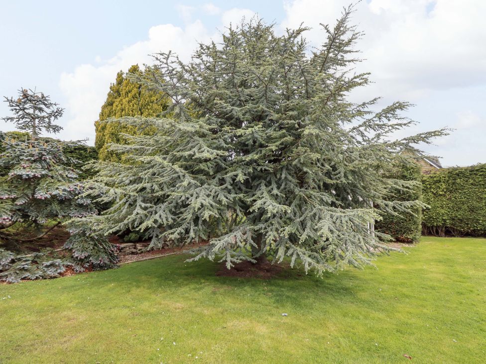 A large tree in a garden at Campden Rennington near Embleton