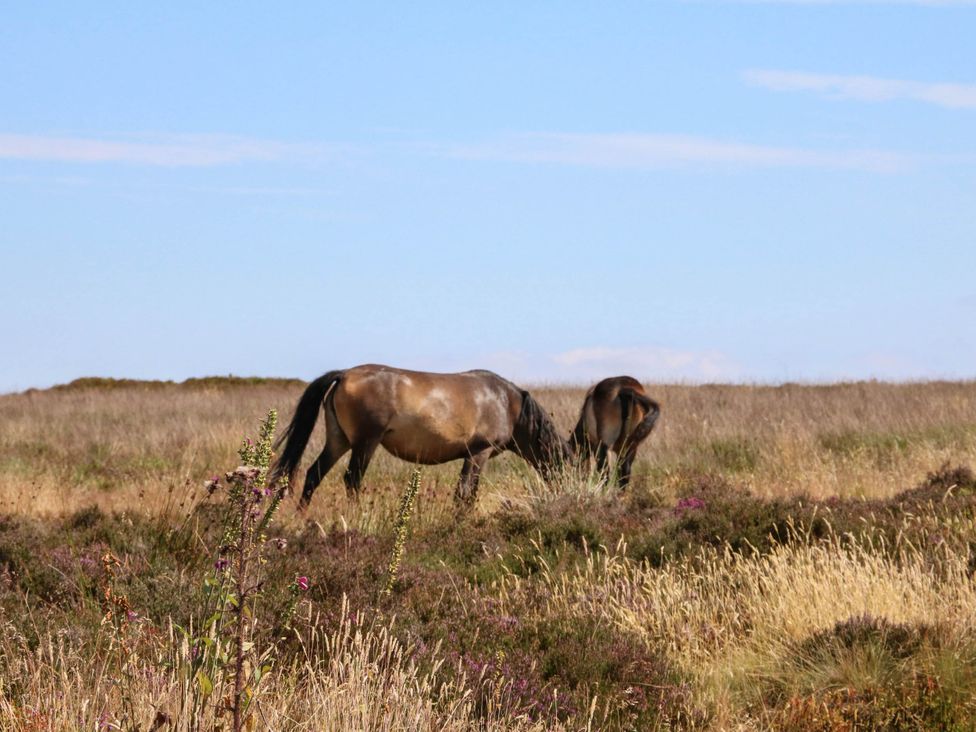 Horses grazing in a field with purple heather and blue sky at Pete's Place Taunton