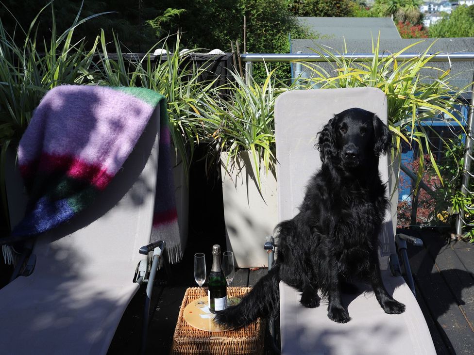 A dog sitting on a lounge chair with a blanket and drinks on a table