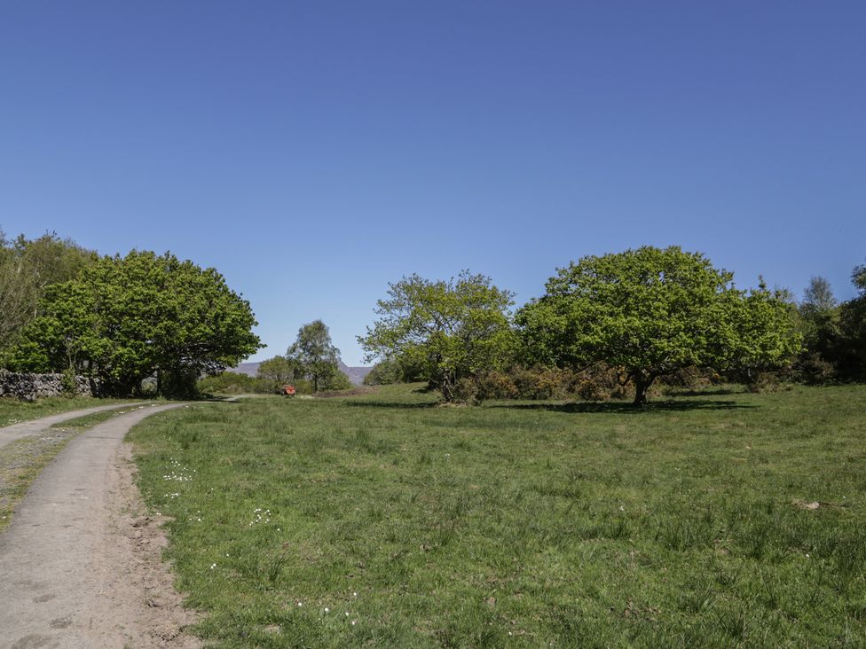 A path surrounded by trees and grass at Beudy Bach Llanbedr