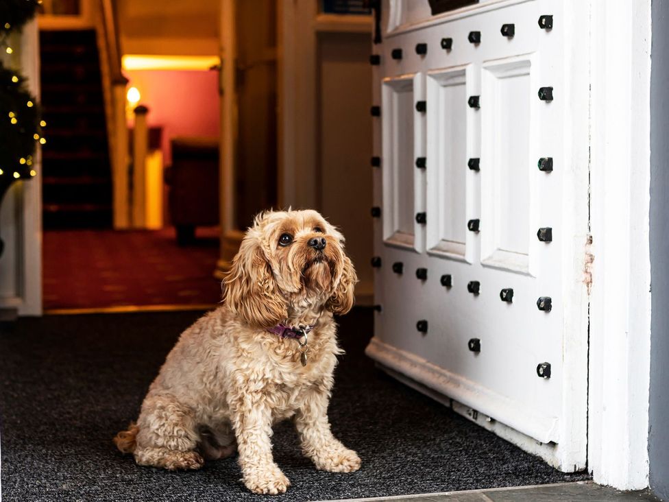A dog sitting by the door at Lonsdale House in Bowness-On-Windermere