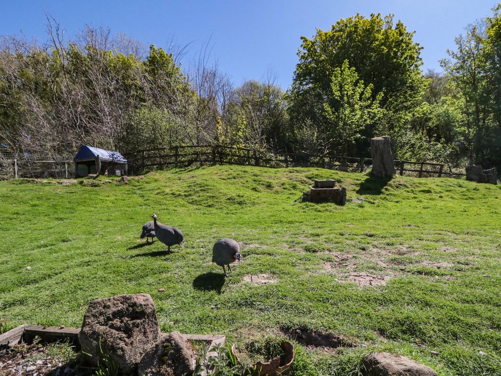 A grassy area with two guineafowl in a yard at The Cottage in Stokesley
