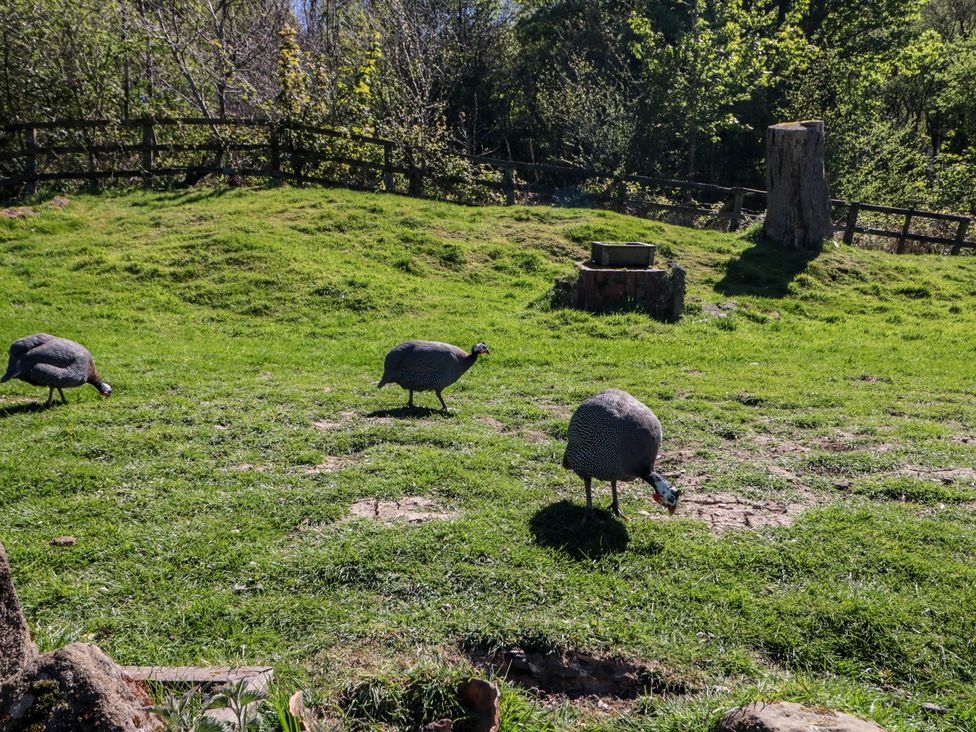 Three guinea fowl in a grassy outdoor area at The Cottage in Stokesley