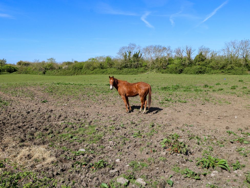 A horse standing in a field at Cahir Cottage Ballinrobe, County Mayo