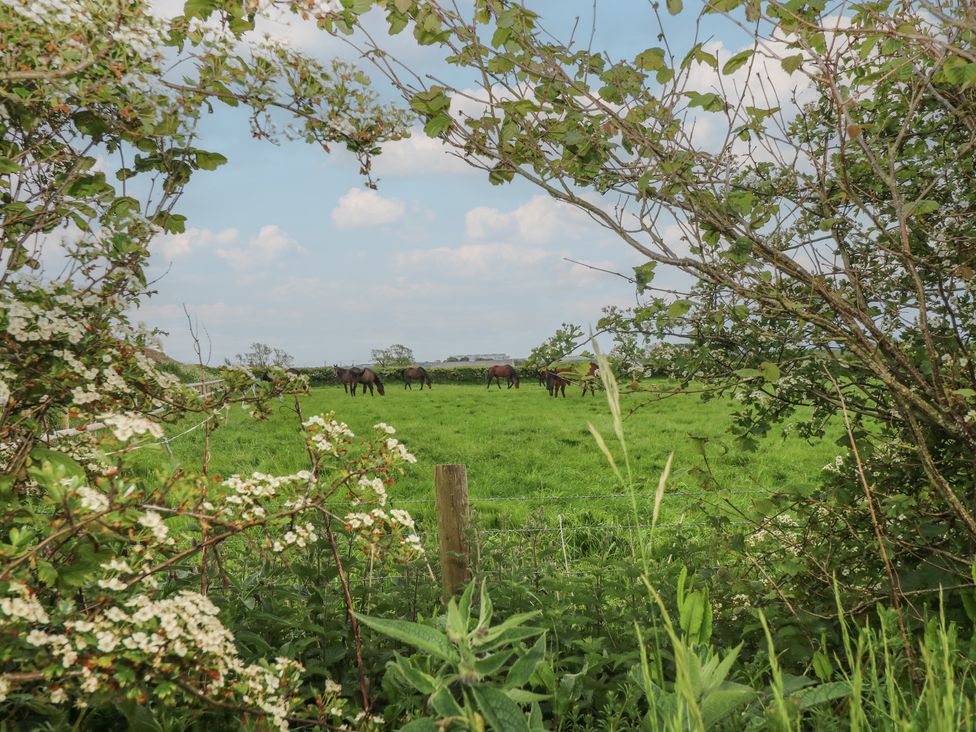 A field with horses grazing behind bushes at The Gallops in Barry