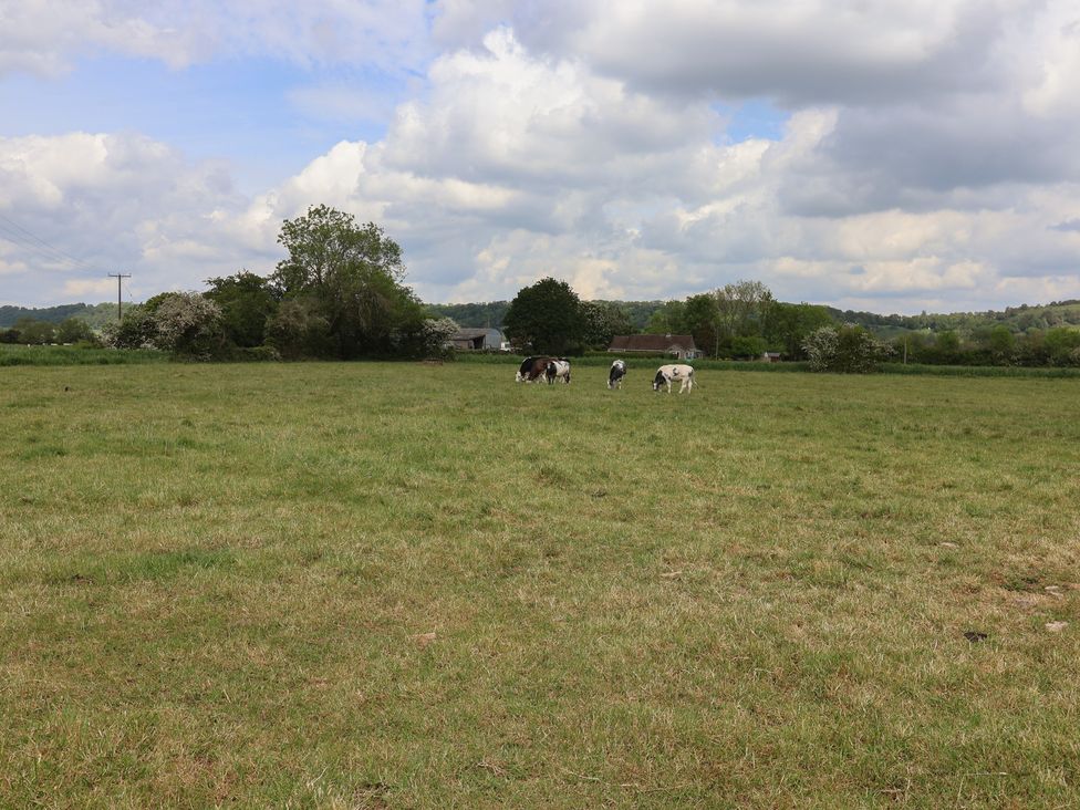 Cows grazing in a field with trees and a farmhouse at Villina in Somerton