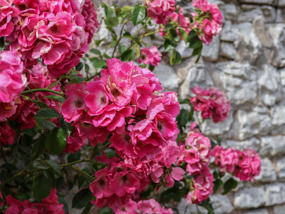 A flowering plant with pink flowers near a brick wall at Reighton House, Reighton near Filey