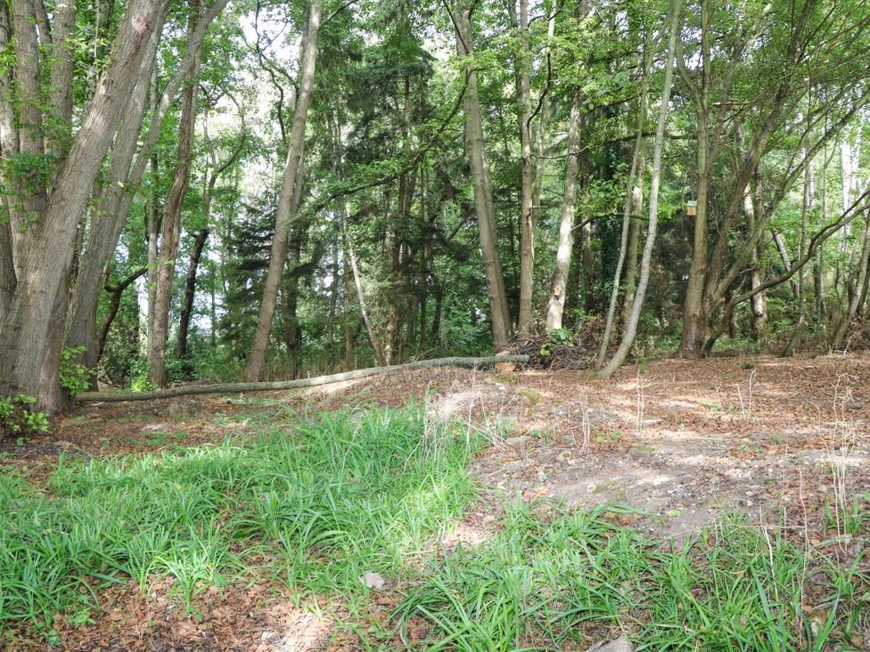 A wooded area with trees and grass at Mallard Lodge in Marlow