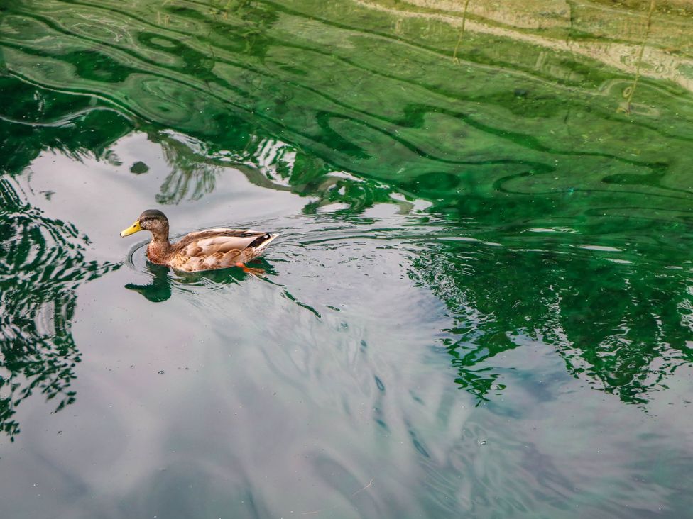A duck swimming in water at Mallard Lodge in Marlow