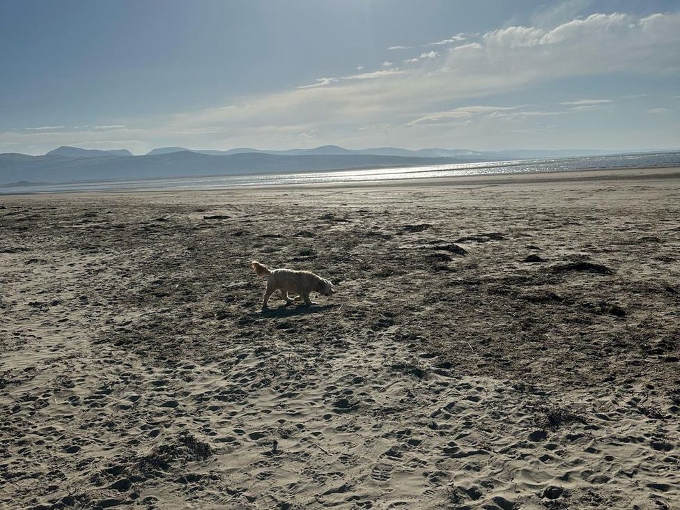 A dog walking on the sand at Seagull Shack in Morfa Bychan