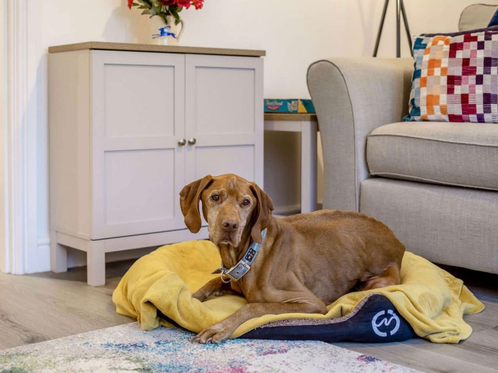 A dog lying on a bed in a living room at Buttercup Cottage in Wadebridge