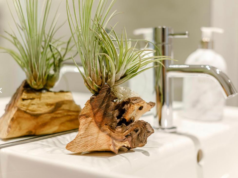 A plant on a decorative wood piece next to a faucet in a bathroom at Seascape in Newquay