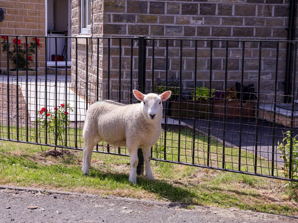 A sheep near a fence with a flower bed and house at Wheeldale Cottage in Goathland