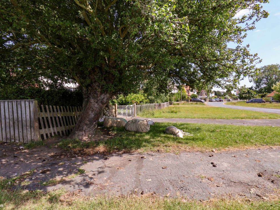 A scene with a tree and sheep resting on grass by the road at Wheeldale Cottage in Goathland