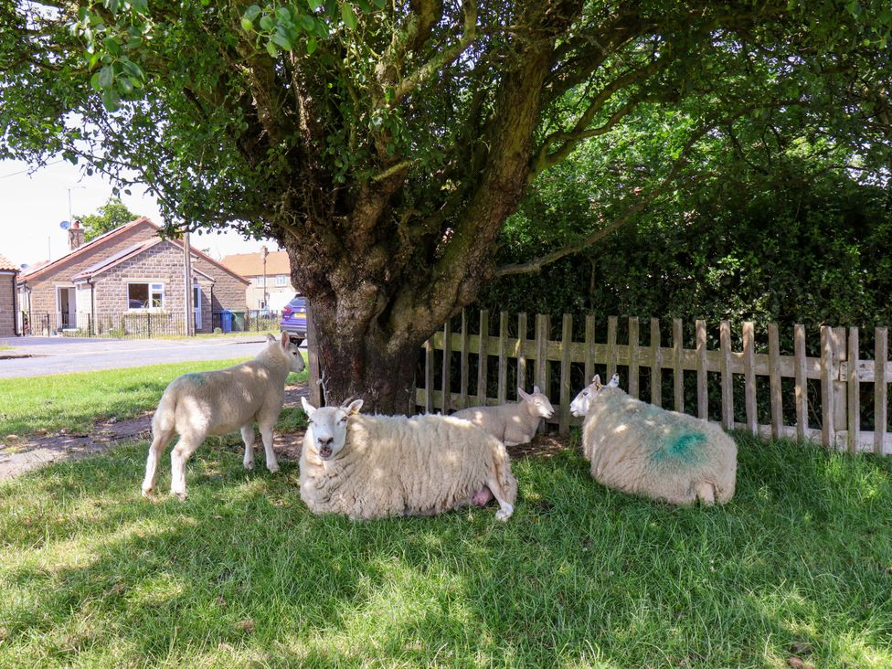 Sheep resting under a tree near a fence at Wheeldale Cottage in Goathland