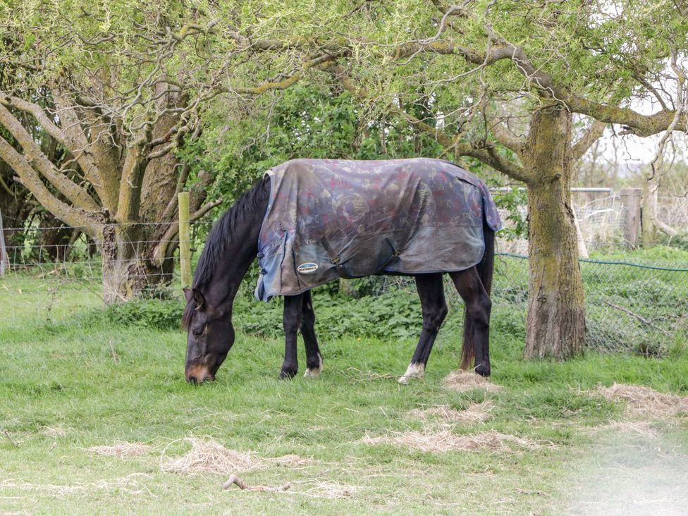 A horse grazing in a field at Oak Tree in Weston-super-Mare