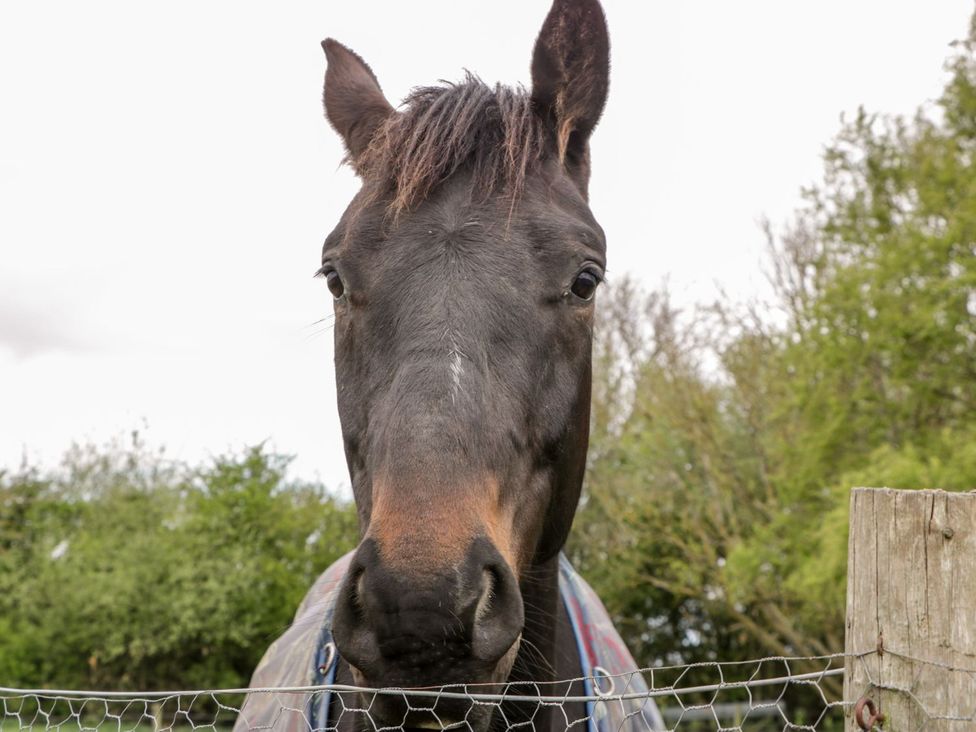 A close-up of a horse at Oak Tree in Weston-super-Mare
