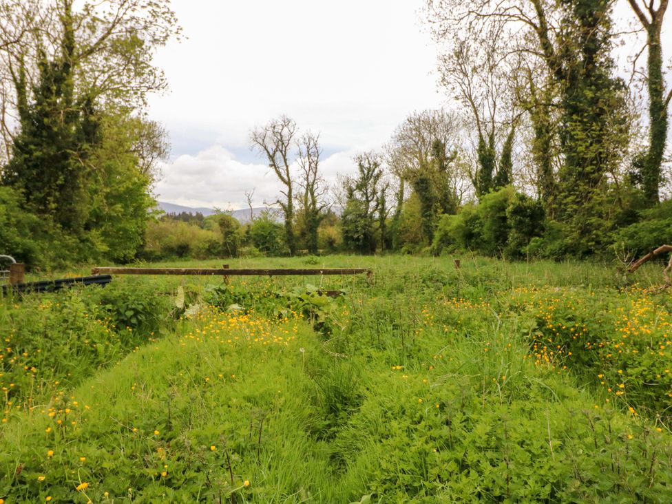 A field with grass and wildflowers at Gullane East in Rathmore, County Kerry
