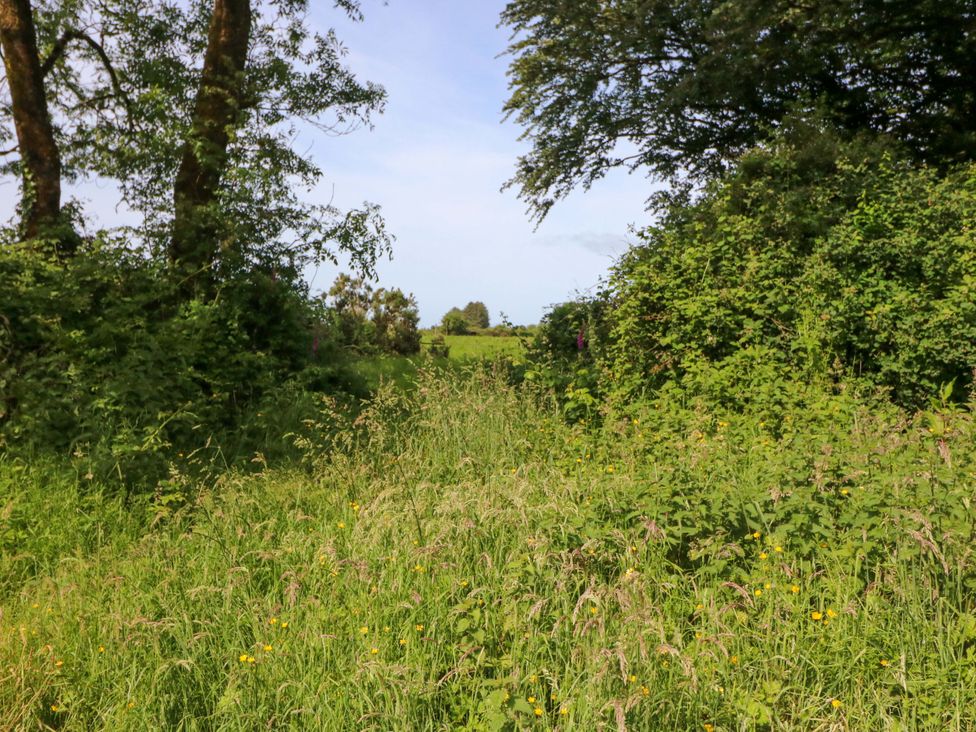 A path surrounded by trees and grass at Gullane East in Rathmore, County Kerry