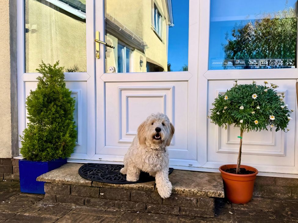 A dog sitting at the front door with plants at La'al Yan in Branthwaite