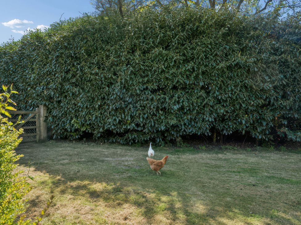 A garden with chickens and a duck at 5 Acres Cottage in Rickmansworth