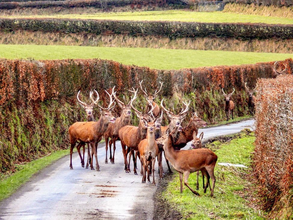 A group of deer on a road surrounded by bushes and grass