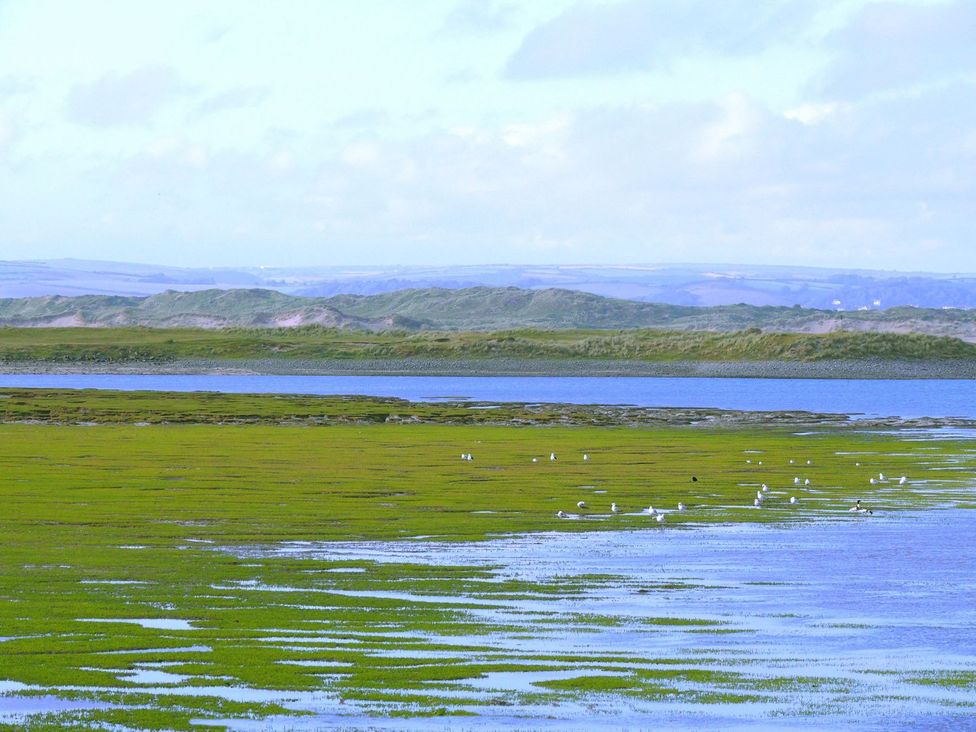 A landscape with water, grass, and birds at Whitefield Cottage in Barnstaple