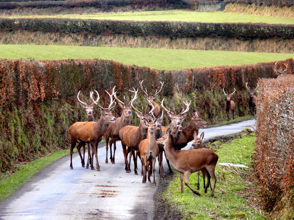 A group of deer standing on a road at Whitefield Cottage in Barnstaple