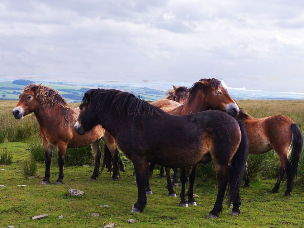 A group of horses on grassland at Whitefield Cottage Barnstaple
