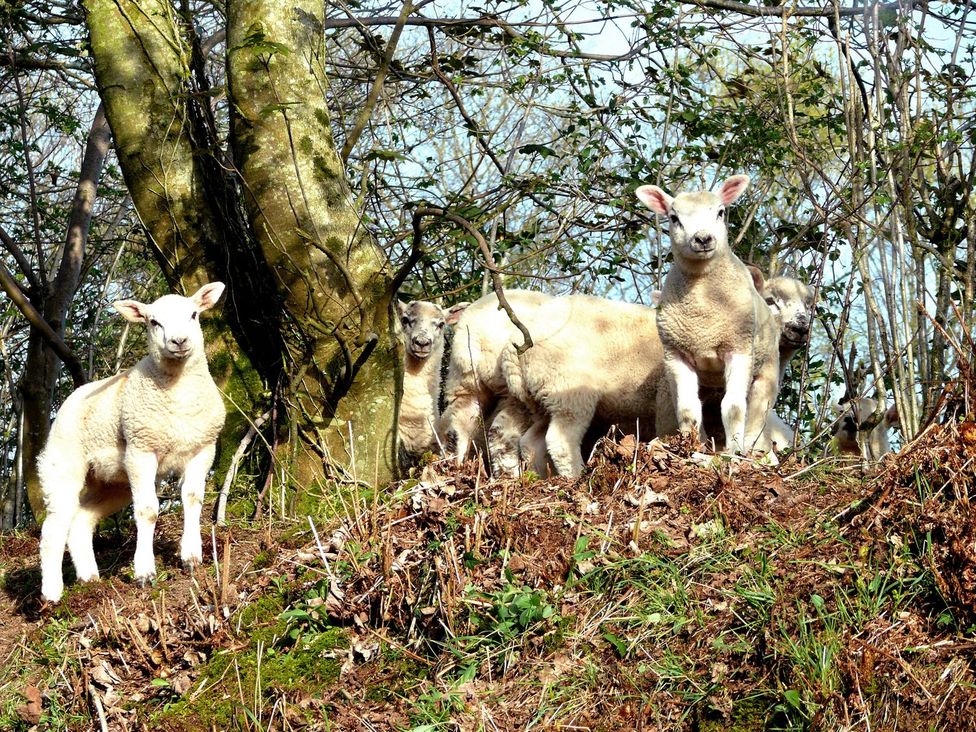 A group of sheep near trees and bushes at Whitefield Cottage Barnstaple
