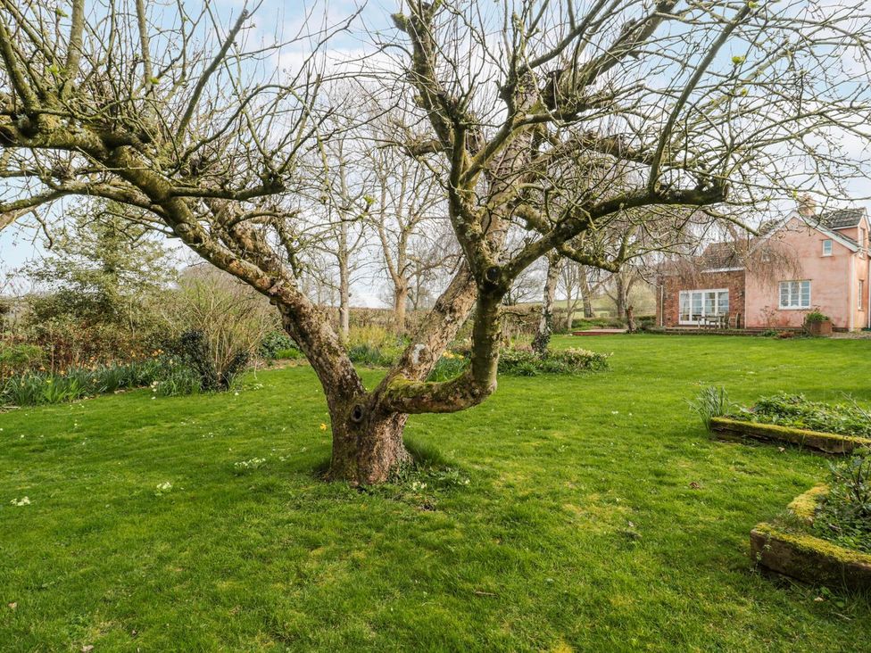 A garden with a tree and a house in the background at Tuxwell Lodge in Bridgwater
