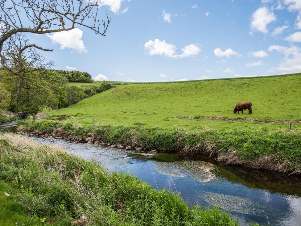 A cow grazing near a stream in a grassy field at Country Cottage Sleeps 3 with Garden and Parking