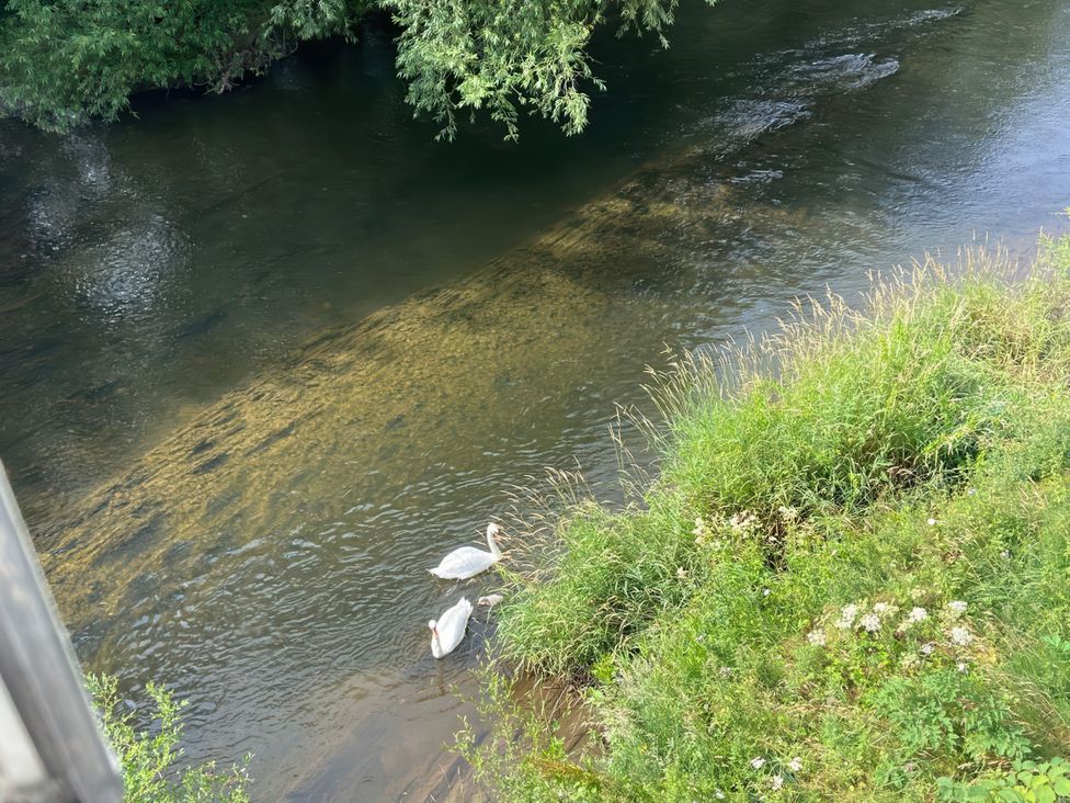 Swans swimming in a river with grass and trees along the bank at Cozy Cabin Retreat in Newtown