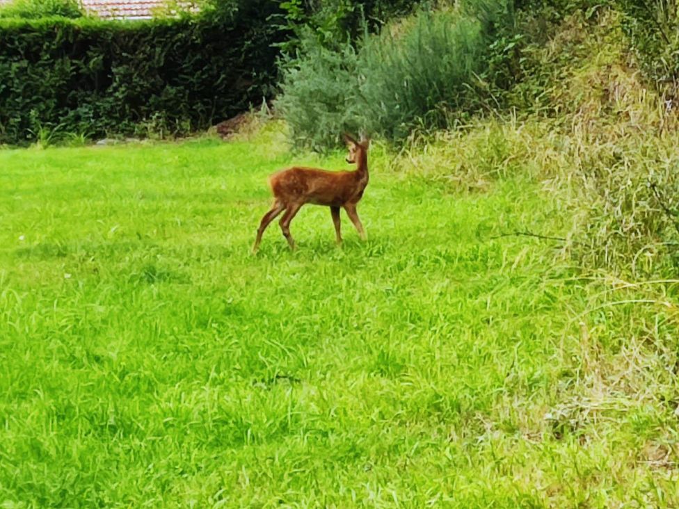 A deer standing in a grassy field at Forest Cabin Retreat-Sleeps 2-Garden, Wifi, Trails, Alderholt