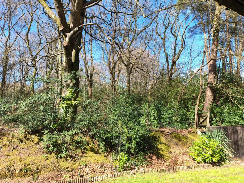 A view of trees and bushes in a forest setting at Forest Cabin Retreat-Sleeps 2-Garden, Wifi, Trails, Alderholt